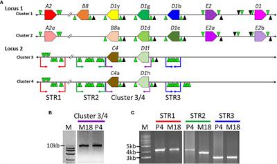 Sequence Diversity, Locus Structure, and Evolutionary History of the SpTransformer Genes in the Sea Urchin Genome